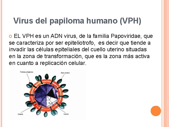 Virus del papiloma humano (VPH) o EL VPH es un ADN virus, de la