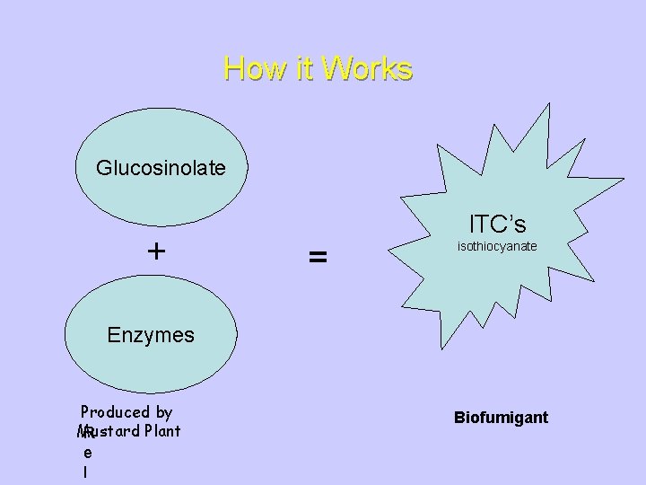 How it Works Glucosinolate + = ITC’s isothiocyanate Enzymes Produced by Mustard Plant R