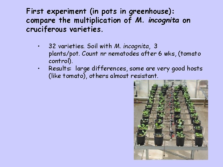 First experiment (in pots in greenhouse): compare the multiplication of M. incognita on cruciferous