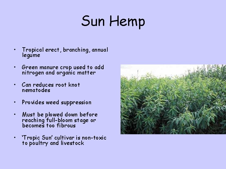 Sun Hemp • Tropical erect, branching, annual legume • Green manure crop used to