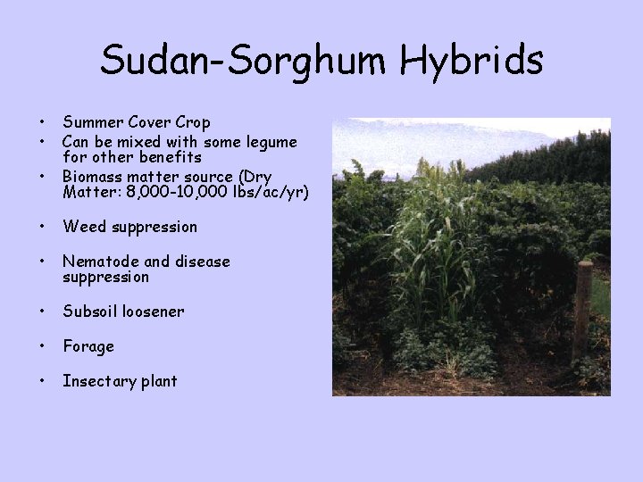 Sudan-Sorghum Hybrids • • • Summer Cover Crop Can be mixed with some legume