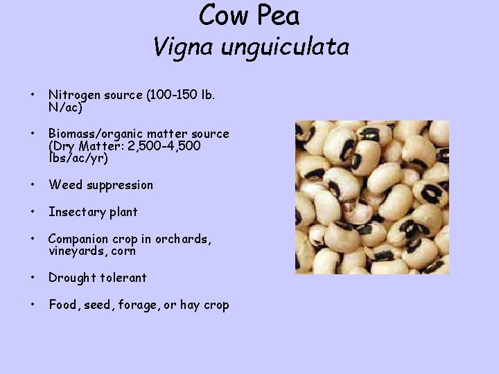 Cow Pea Vigna unguiculata • Nitrogen source (100 -150 lb. N/ac) • Biomass/organic matter