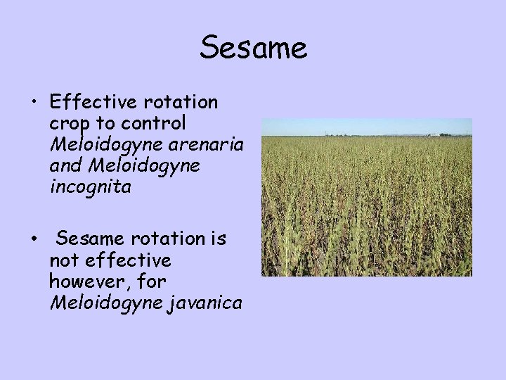 Sesame • Effective rotation crop to control Meloidogyne arenaria and Meloidogyne incognita • Sesame