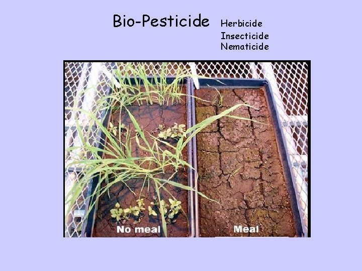 Bio-Pesticide Herbicide Insecticide Nematicide 
