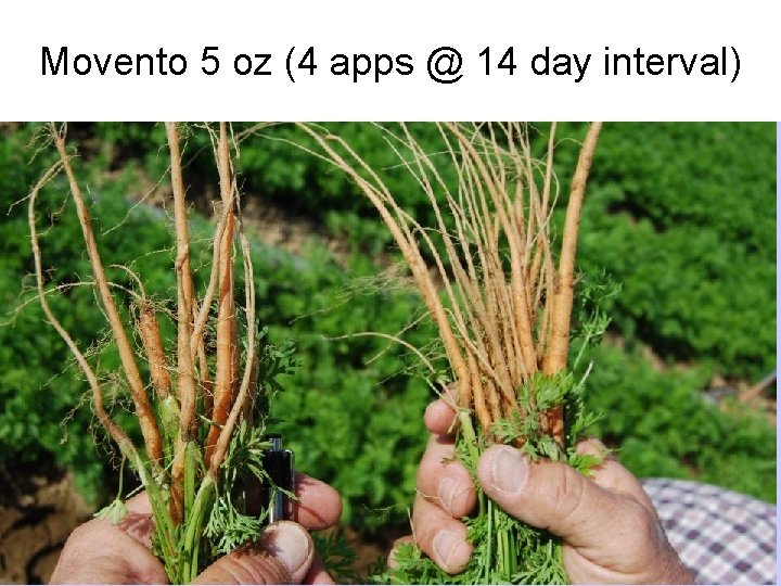 Movento 5 oz (4 apps @ 14 day interval) 