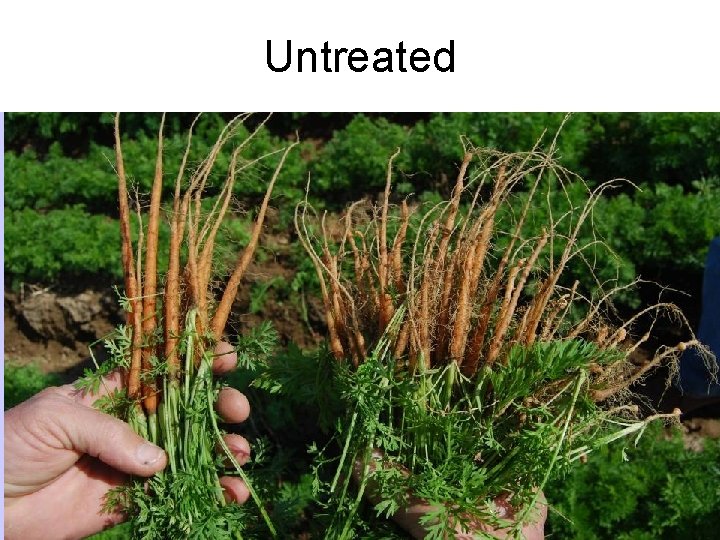 Untreated 