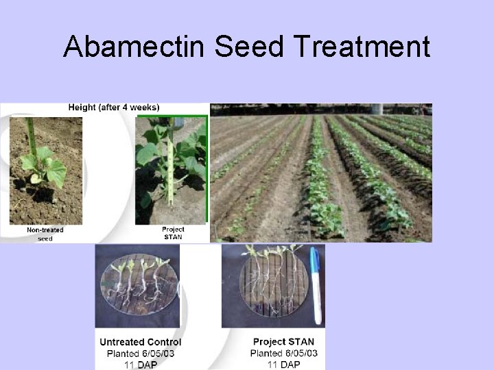 Abamectin Seed Treatment 