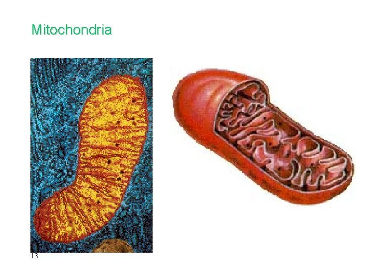 Mitochondria 13 