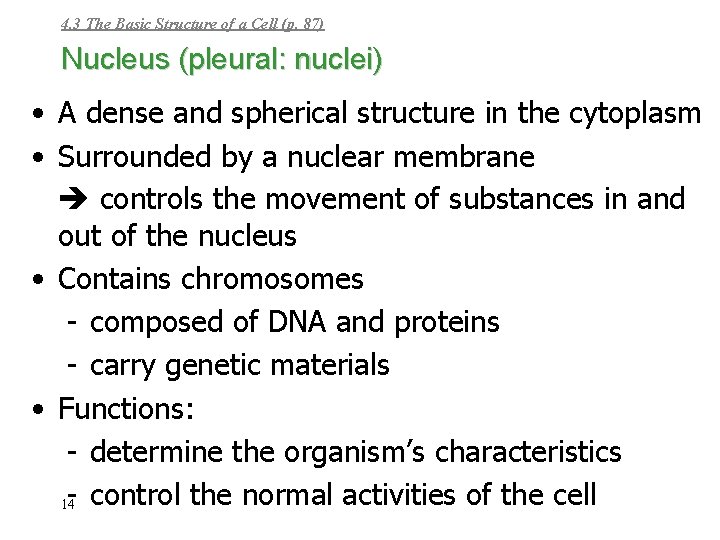 4. 3 The Basic Structure of a Cell (p. 87) Nucleus (pleural: nuclei) •