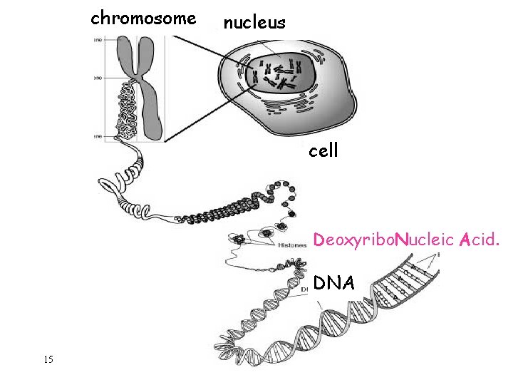 chromosome nucleus cell Deoxyribo. Nucleic Acid. DNA 15 