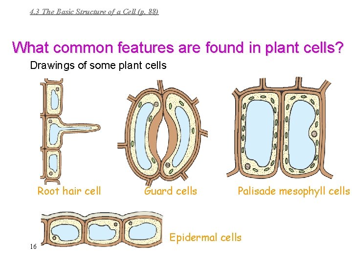 4. 3 The Basic Structure of a Cell (p. 88) What common features are
