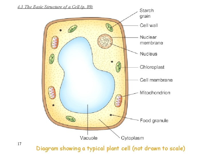 4. 3 The Basic Structure of a Cell (p. 89) 17 Diagram showing a