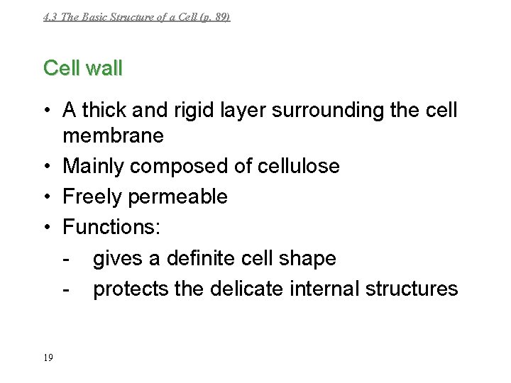 4. 3 The Basic Structure of a Cell (p. 89) Cell wall • A