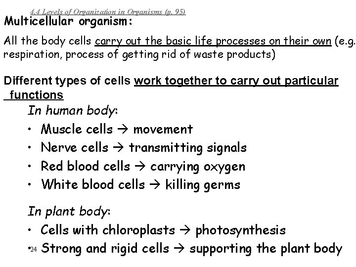 4. 4 Levels of Organization in Organisms (p. 95) Multicellular organism: All the body