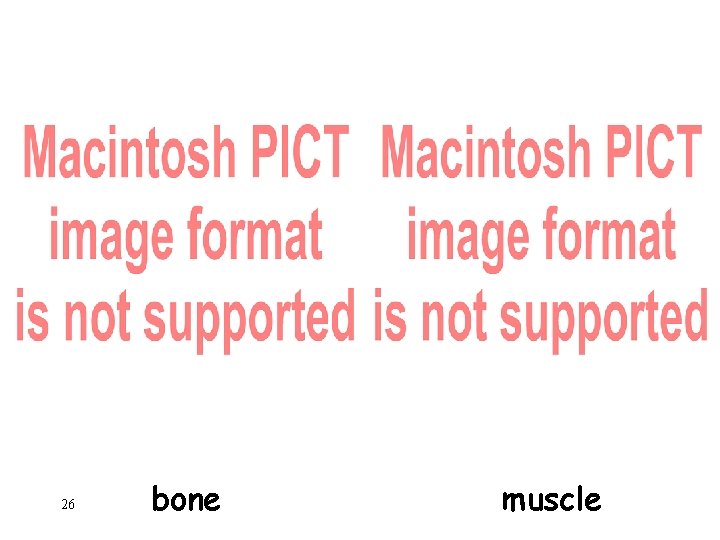 26 bone muscle 