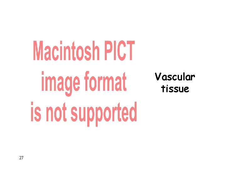 Vascular tissue 27 