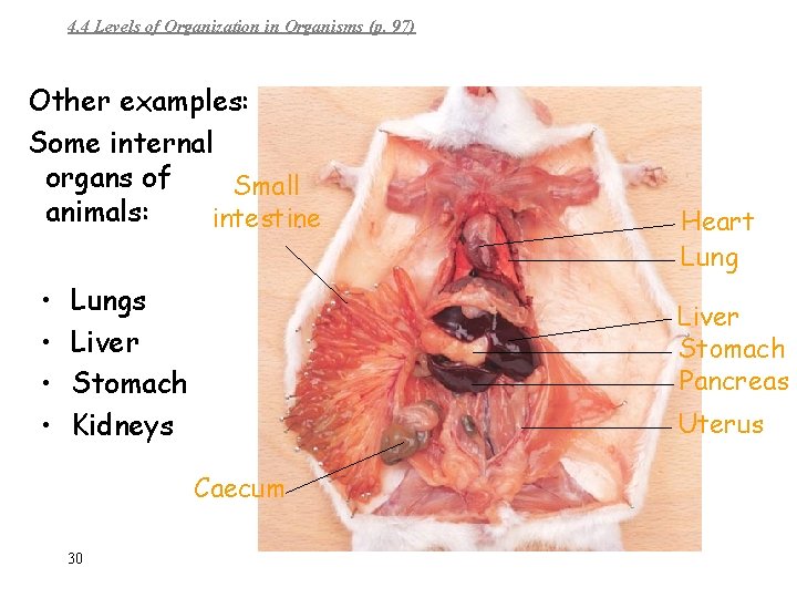 4. 4 Levels of Organization in Organisms (p. 97) Other examples: Some internal organs