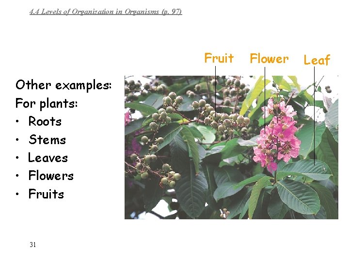 4. 4 Levels of Organization in Organisms (p. 97) Fruit Other examples: For plants:
