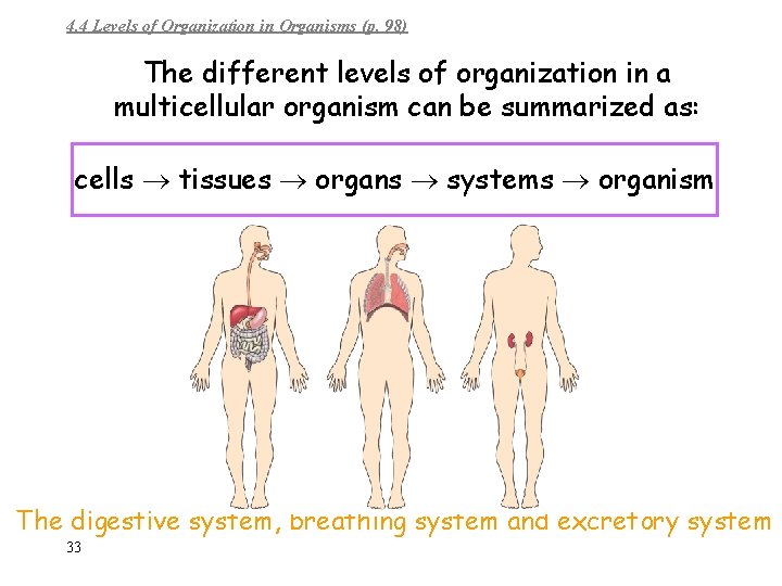 4. 4 Levels of Organization in Organisms (p. 98) The different levels of organization