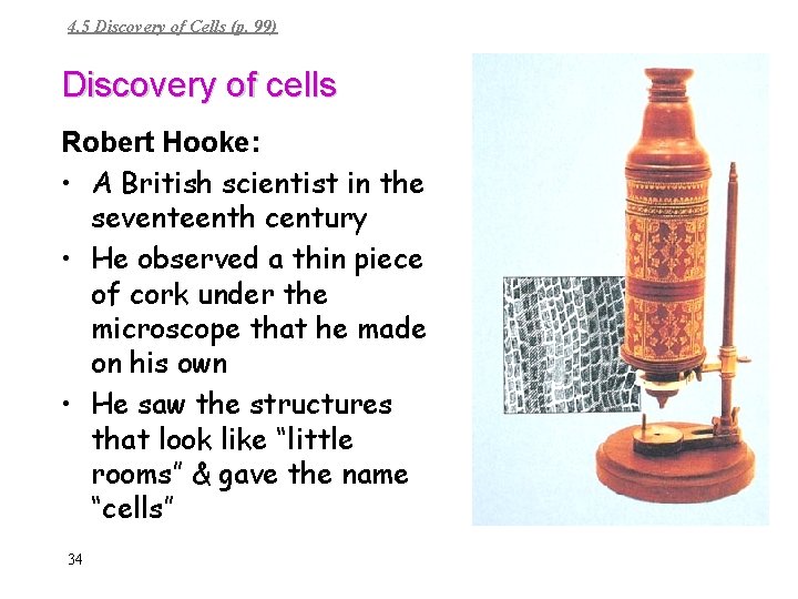4. 5 Discovery of Cells (p. 99) Discovery of cells Robert Hooke: • A