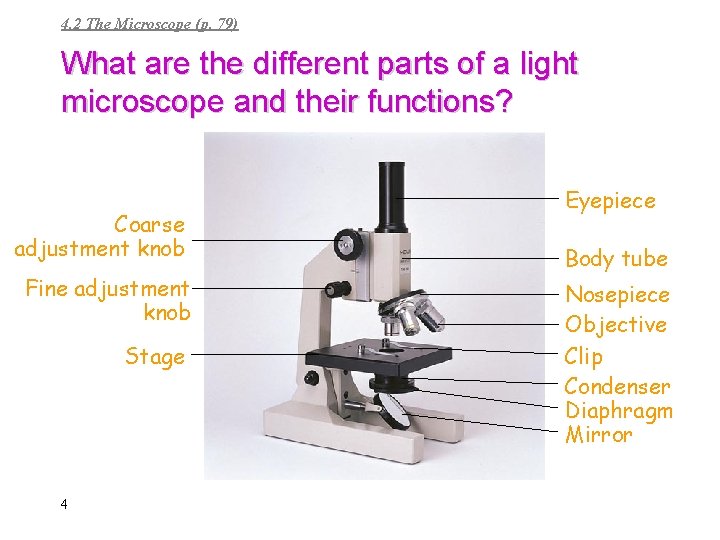 4. 2 The Microscope (p. 79) What are the different parts of a light