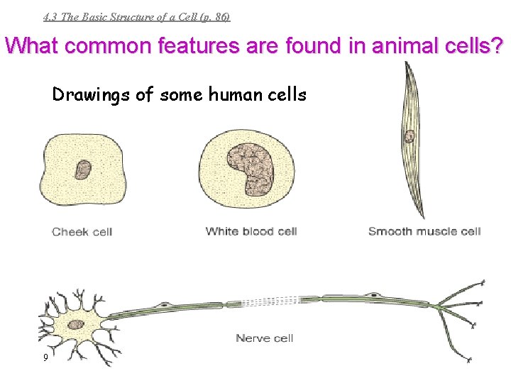 4. 3 The Basic Structure of a Cell (p. 86) What common features are