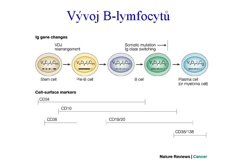 Vývoj B-lymfocytů 