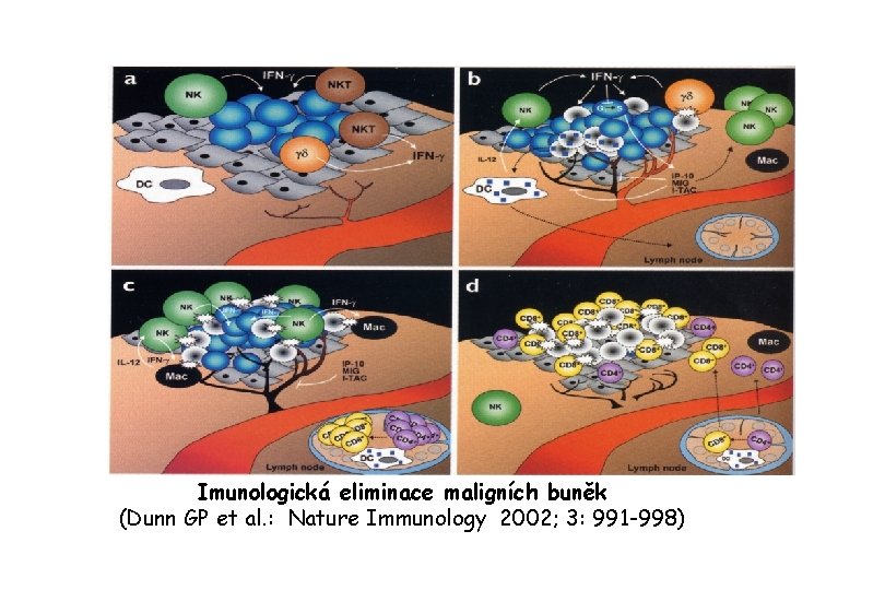 Imunologická eliminace maligních buněk (Dunn GP et al. : Nature Immunology 2002; 3: 991