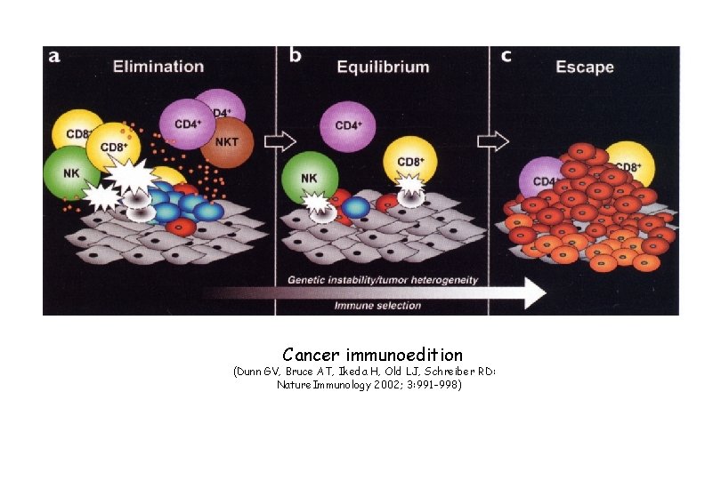 Cancer immunoedition (Dunn GV, Bruce AT, Ikeda H, Old LJ, Schreiber RD: Nature. Immunology