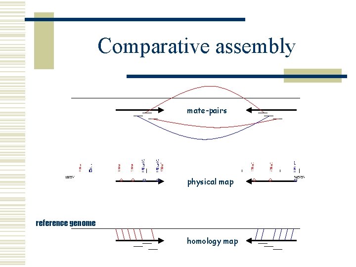 Comparative assembly mate-pairs physical map reference genome homology map 