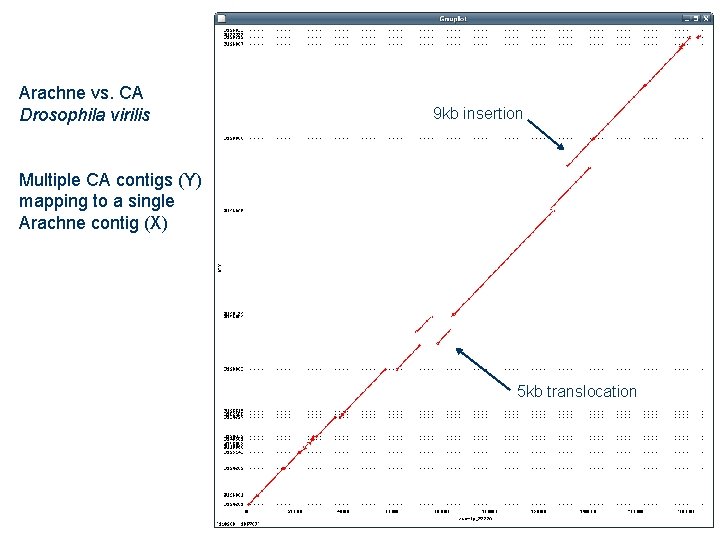 Arachne vs. CA Drosophila virilis 9 kb insertion Multiple CA contigs (Y) mapping to