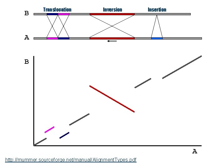 B Translocation Inversion Insertion A B A http: //mummer. sourceforge. net/manual/Alignment. Types. pdf 