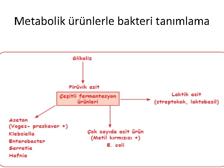Metabolik ürünlerle bakteri tanımlama 