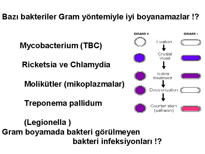 Bazı bakteriler Gram yöntemiyle iyi boyanamazlar !? Mycobacterium (TBC) Ricketsia ve Chlamydia Molikütler (mikoplazmalar)