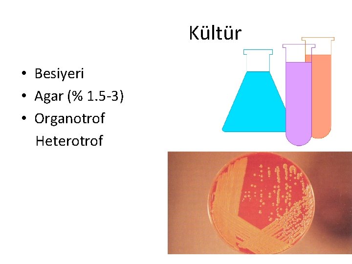 Kültür • Besiyeri • Agar (% 1. 5 -3) • Organotrof Heterotrof 