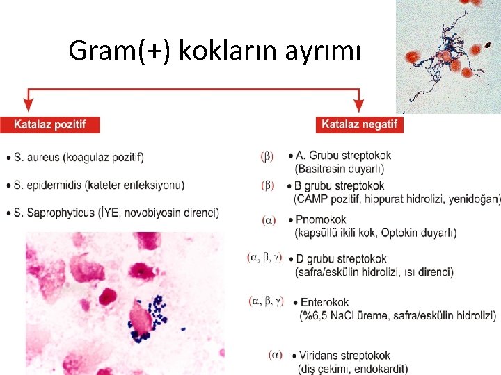 Gram(+) kokların ayrımı 