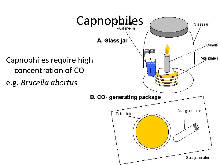 Capnophiles Tubes with liquid media Glass jar A. Glass jar Capnophiles require high concentration
