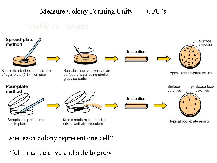 Measure Colony Forming Units Viable cell counts Does each colony represent one cell? Cell