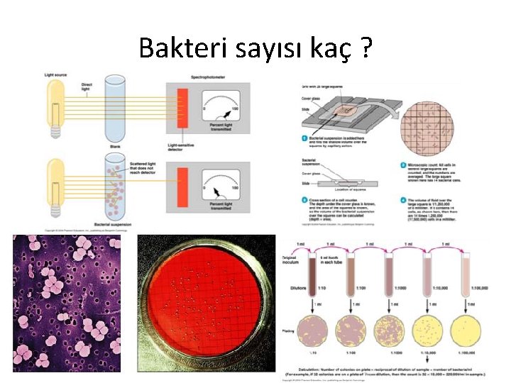 Bakteri sayısı kaç ? 