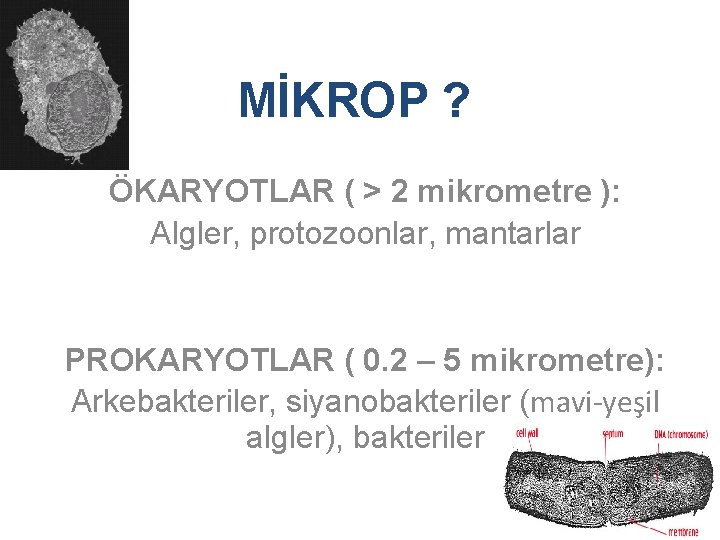 MİKROP ? ÖKARYOTLAR ( > 2 mikrometre ): Algler, protozoonlar, mantarlar PROKARYOTLAR ( 0.