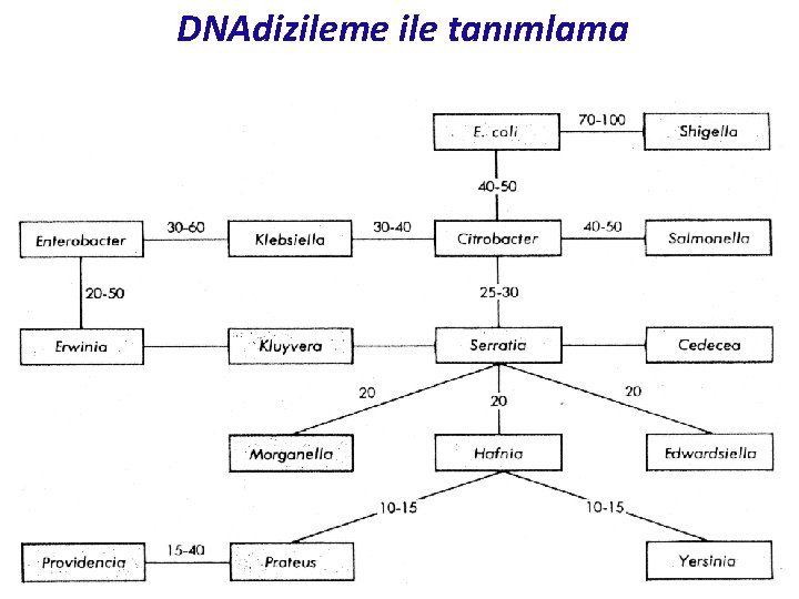 DNAdizileme ile tanımlama 