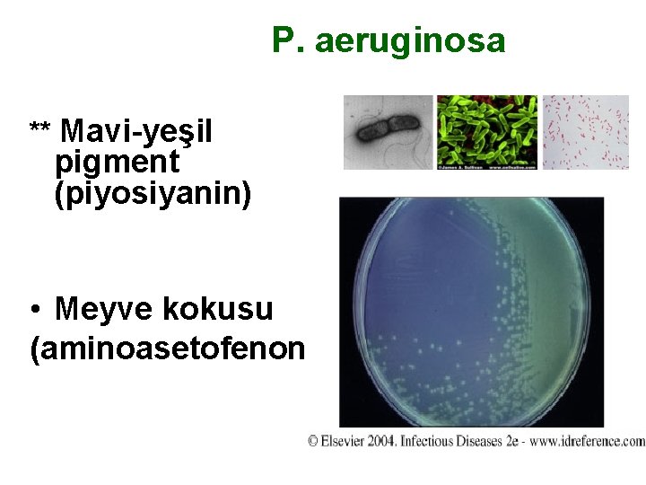 P. aeruginosa ** Mavi-yeşil pigment (piyosiyanin) • Meyve kokusu (aminoasetofenon) 