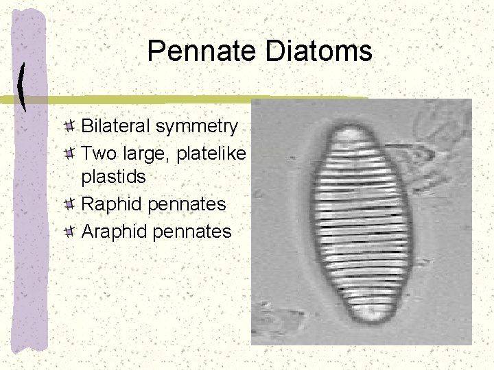 Pennate Diatoms Bilateral symmetry Two large, platelike plastids Raphid pennates Araphid pennates 