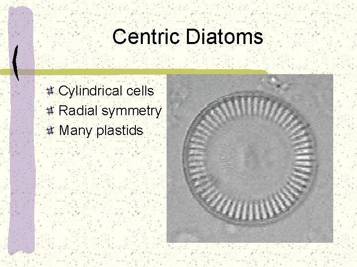 Centric Diatoms Cylindrical cells Radial symmetry Many plastids 