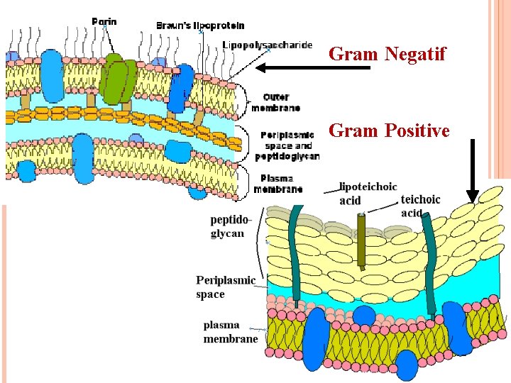 11 Gram Negatif Gram Positive 