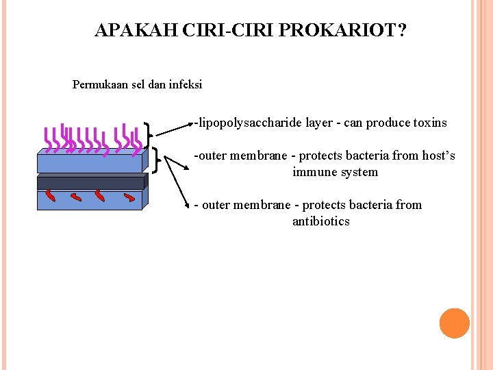 APAKAH CIRI-CIRI PROKARIOT? Permukaan sel dan infeksi -lipopolysaccharide layer - can produce toxins -outer