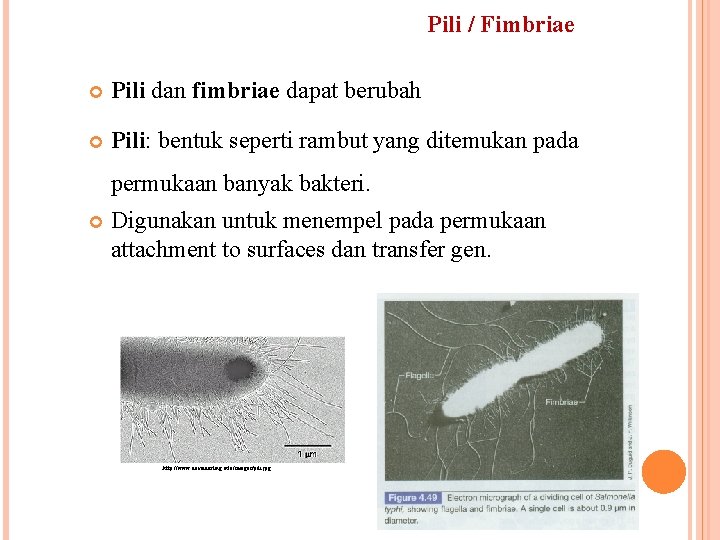 Pili / Fimbriae Pili dan fimbriae dapat berubah Pili: bentuk seperti rambut yang ditemukan