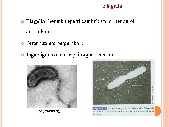 Flagella Flagella: bentuk seperti cambuk yang menonjol dari tubuh. Peran utama: pergerakan. Juga digunakan