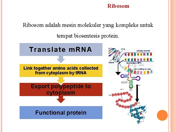 Ribosom adalah mesin molekuler yang kompleks untuk tempat biosentesis protein. Translate m. RNA Link