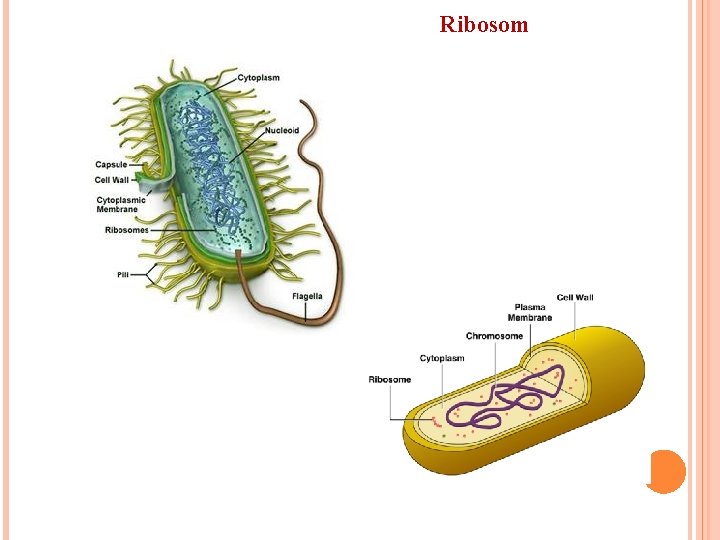 Ribosom 